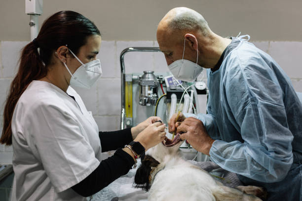 24-Hour Dental Clinic Near Me Point Marion, PA